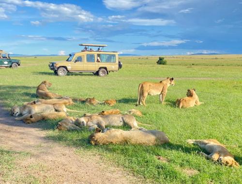 A pride of lions in the Maasai Mara Reserve