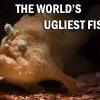 ugliest fishes in the world