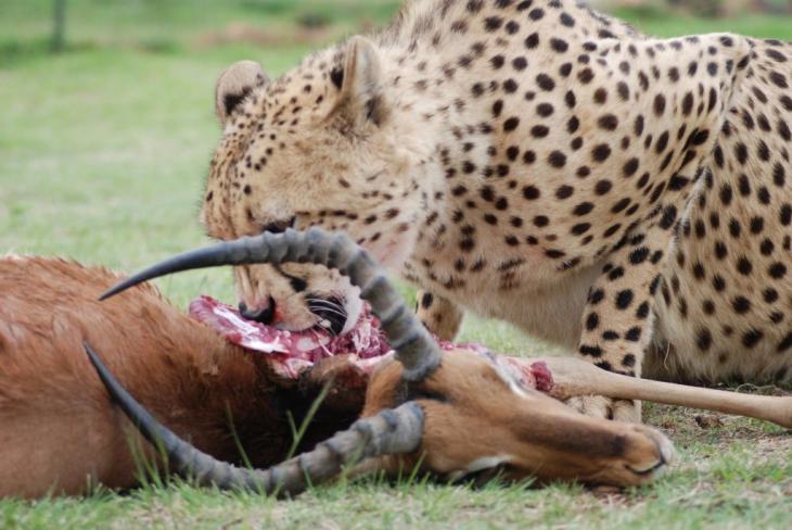 What do cheetahs eat