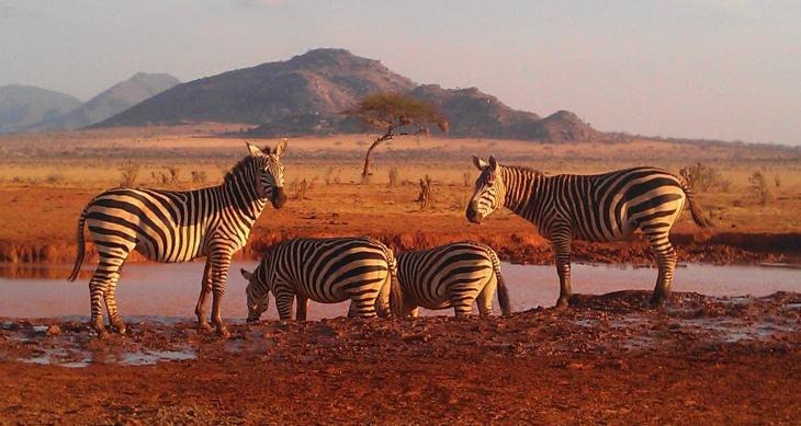 safari-in-kenya