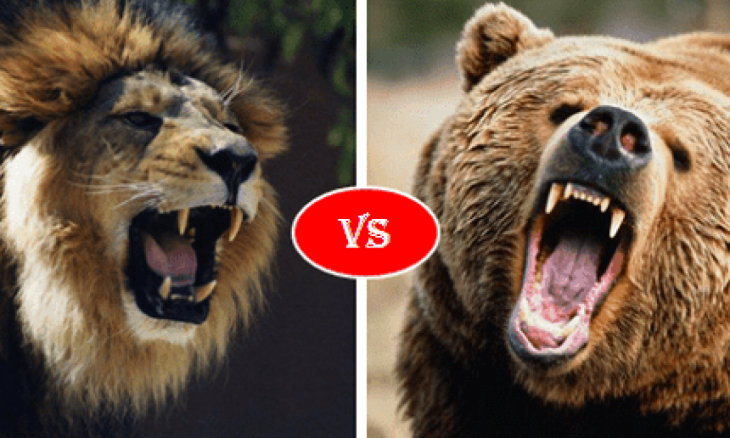 lion vs bear