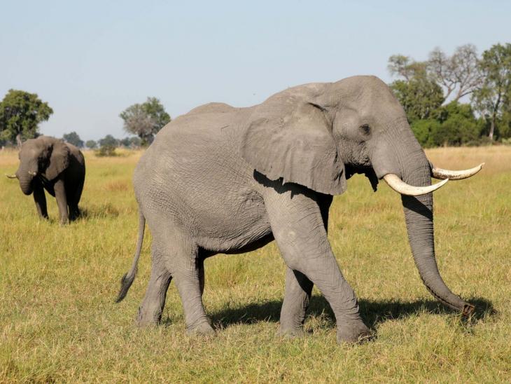 Elephants: Earth's Largest Land-Animals