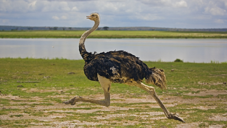 ostrich