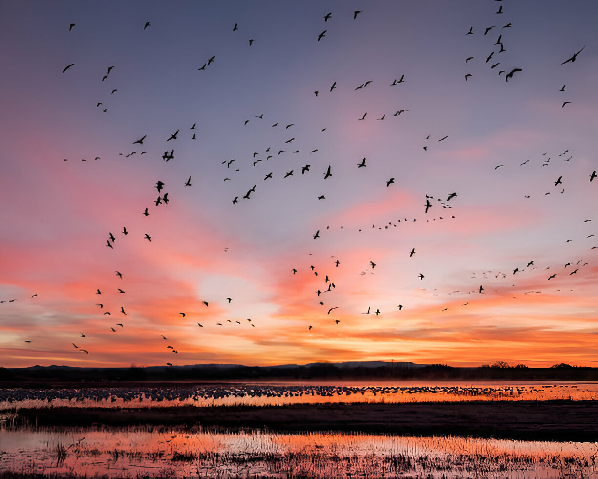 biggest birds in the world