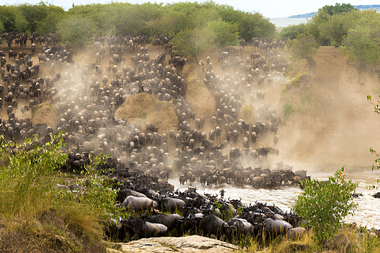 Cost to Tanzania Safari 
