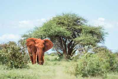 Uganda