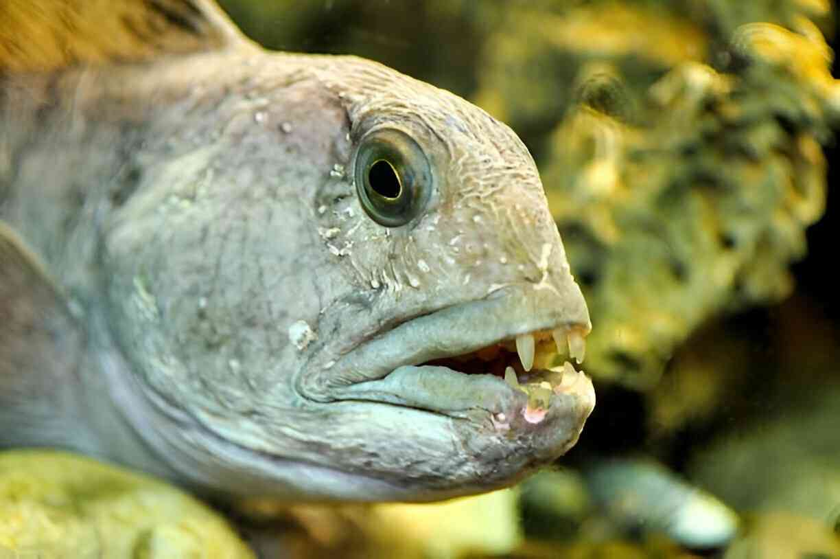 antlantic 