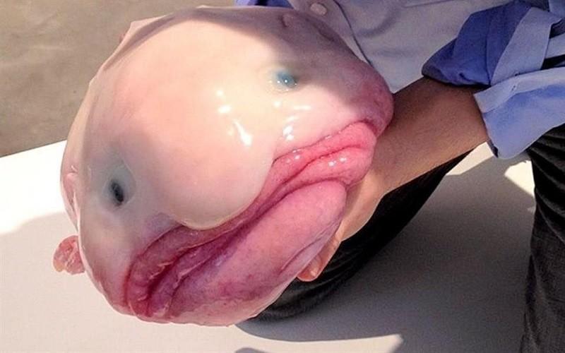Blobfish 