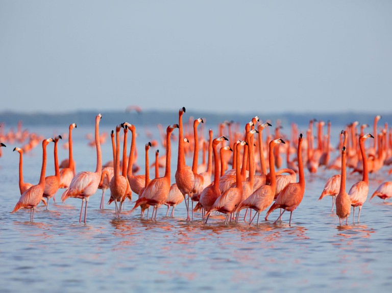 Flamingoes