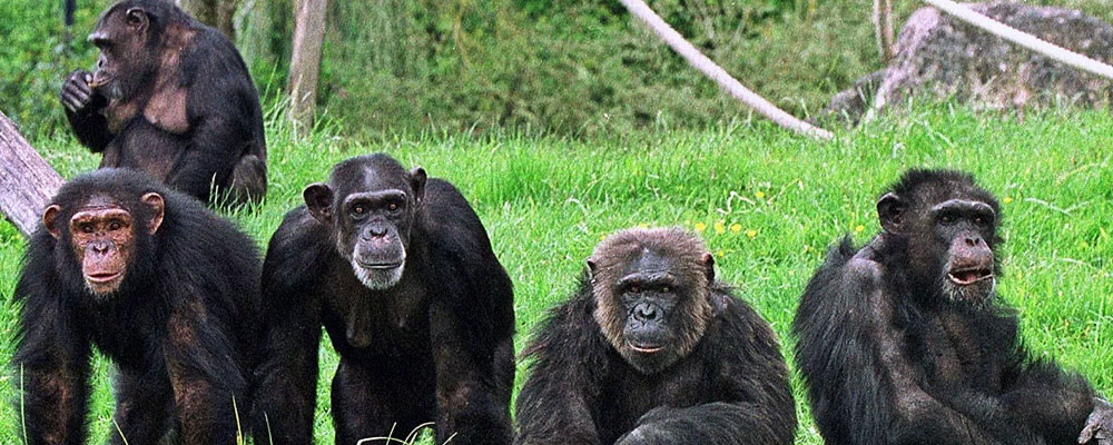 Gombe-national-Park