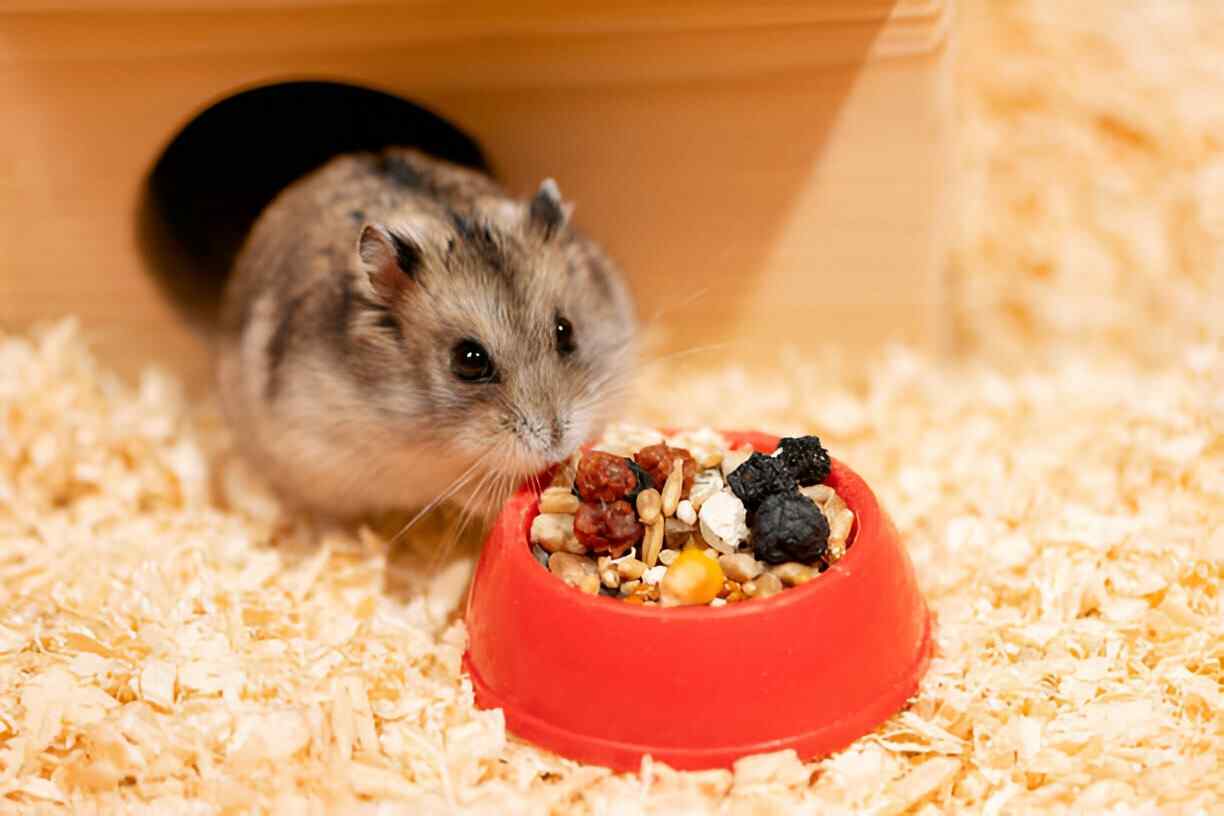 hamsters