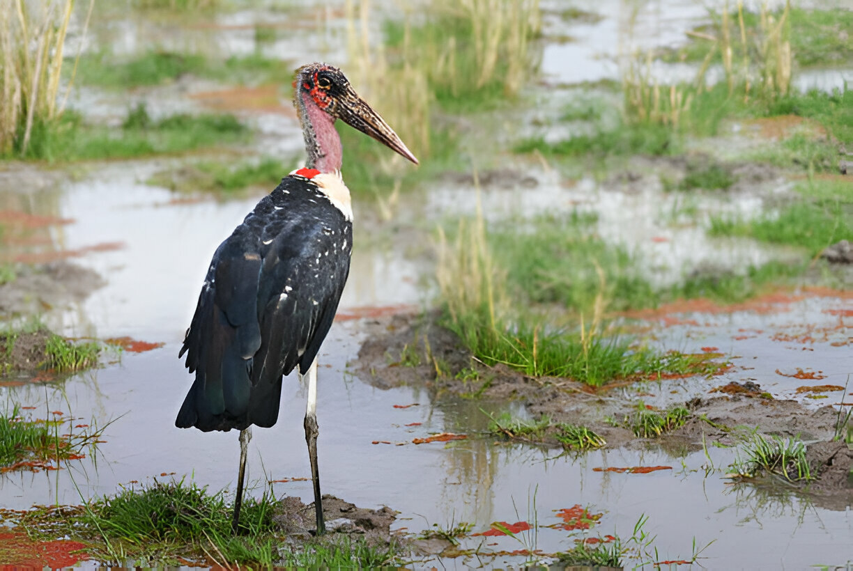 marabou