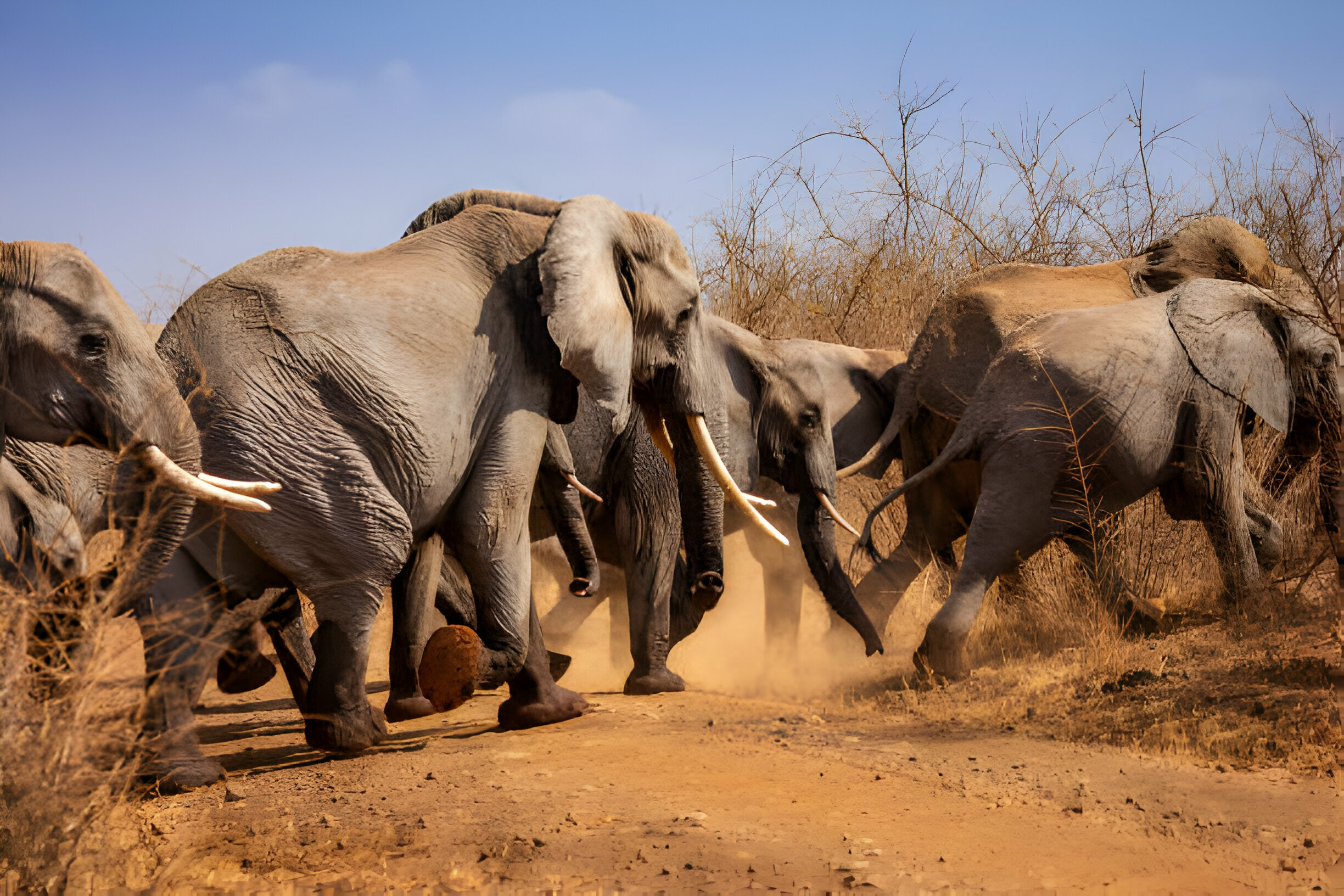 Meru National Park Safari