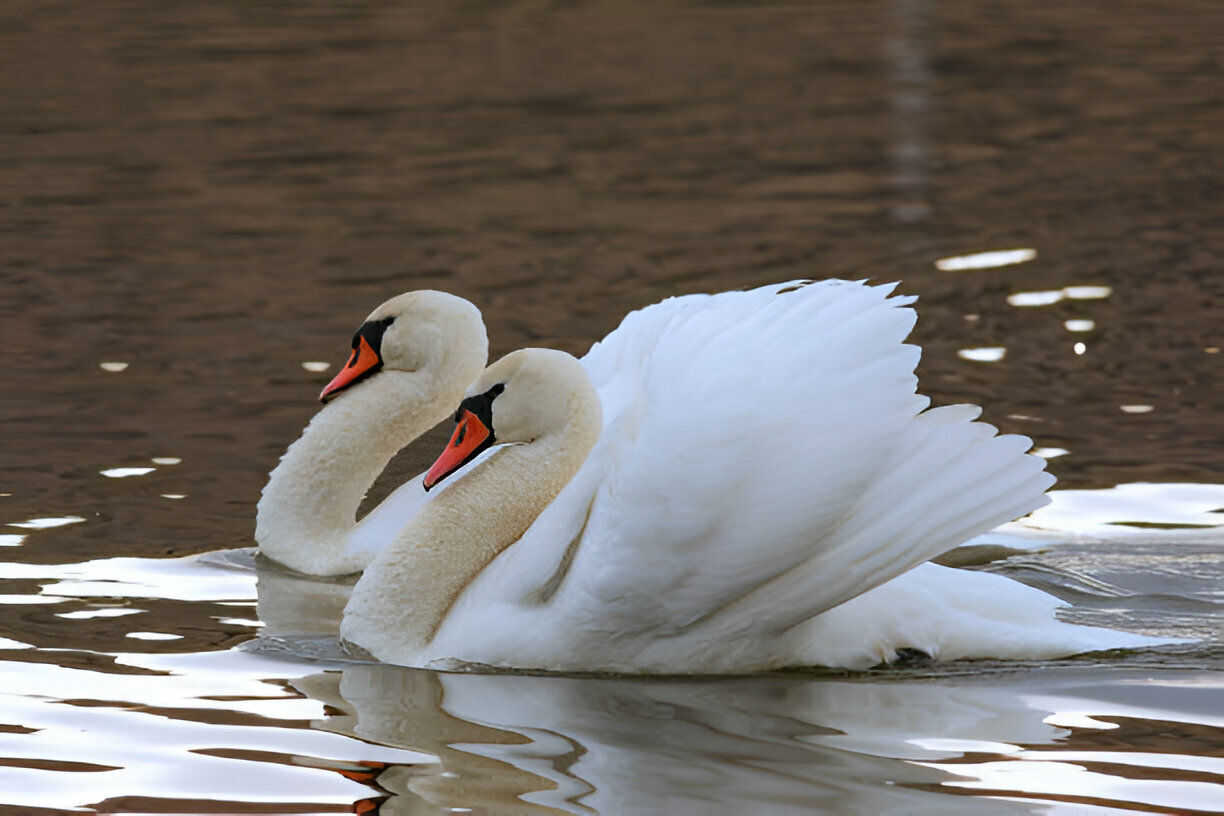mute & tumpeter swan