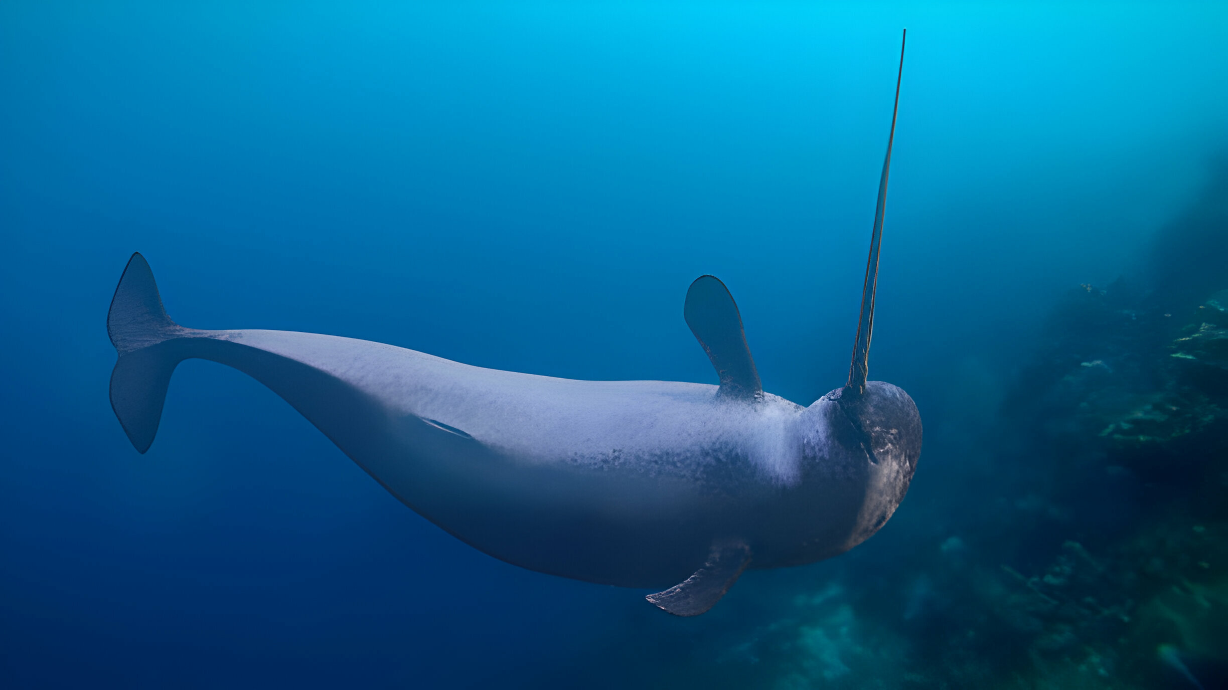 Narwhal