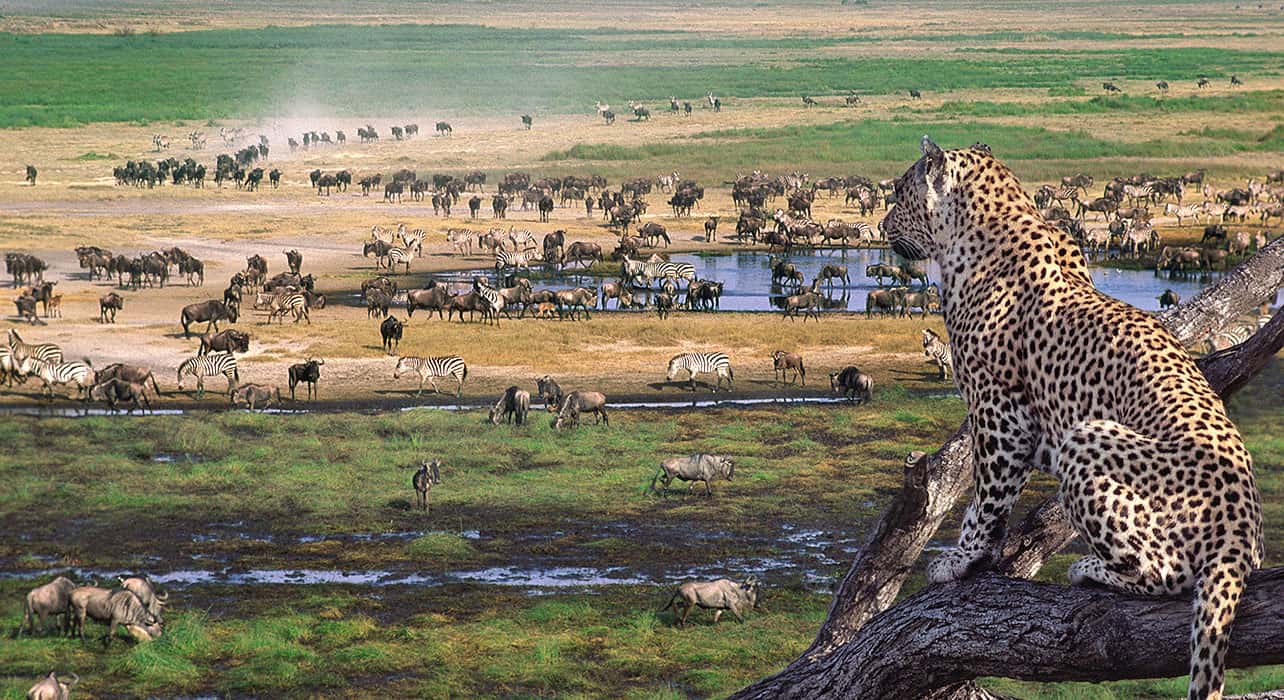 Ngorongoro-Facts
