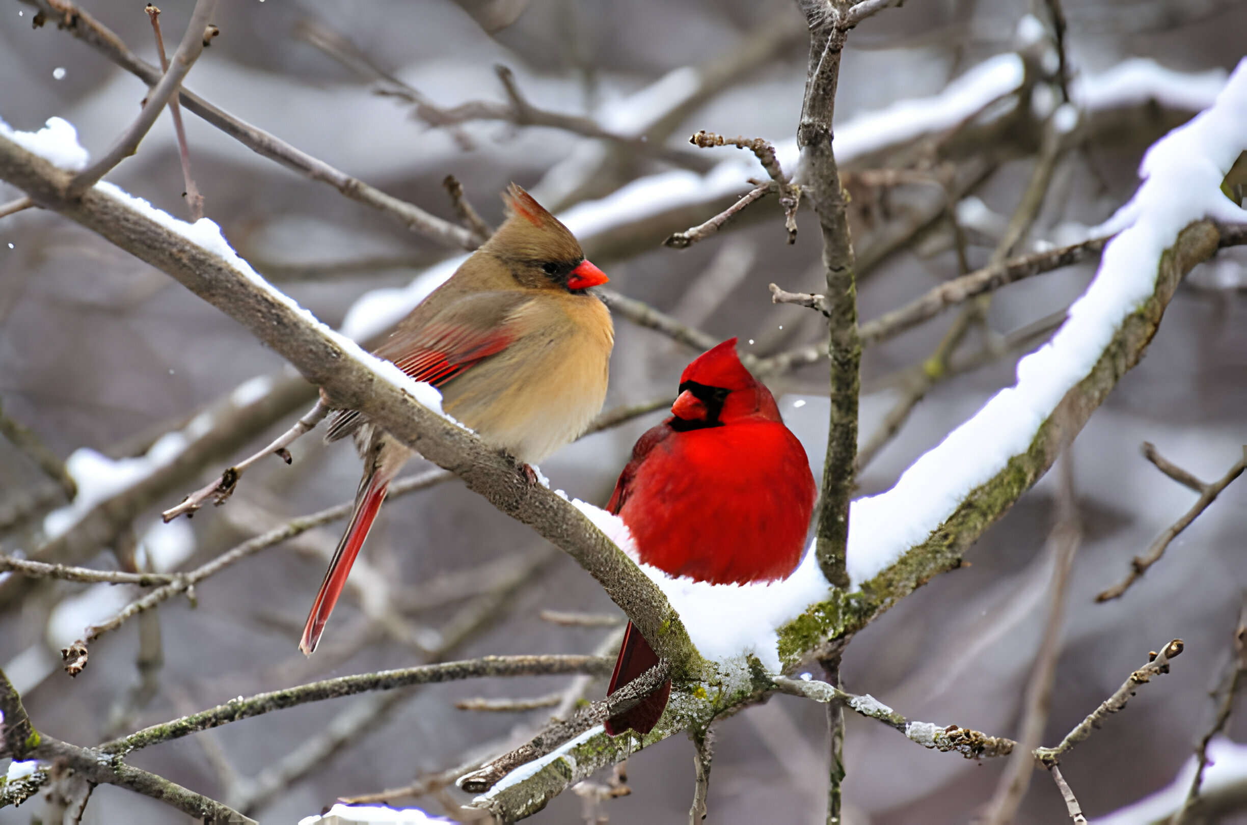 Northern Cardinal