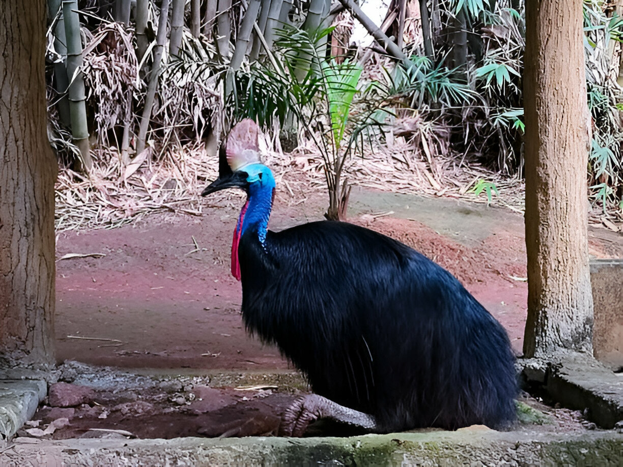northern cassowary