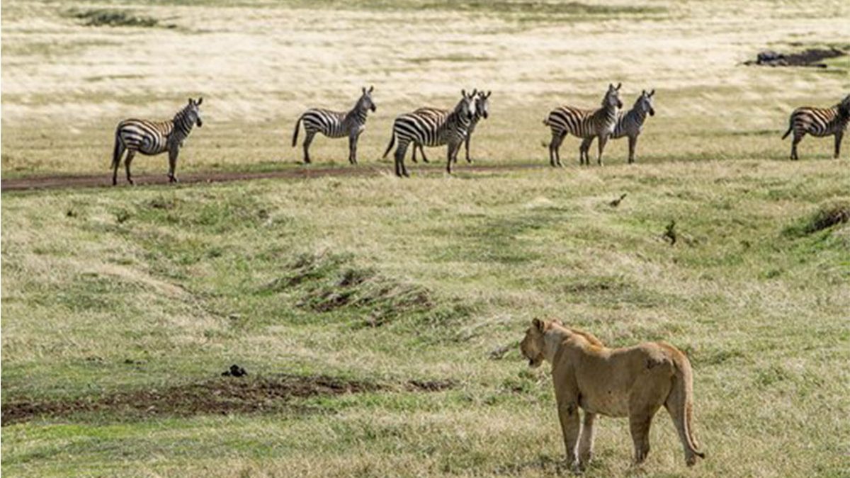 Safarit-tours-to-Burirgi-chato-natioal-park-1200x675