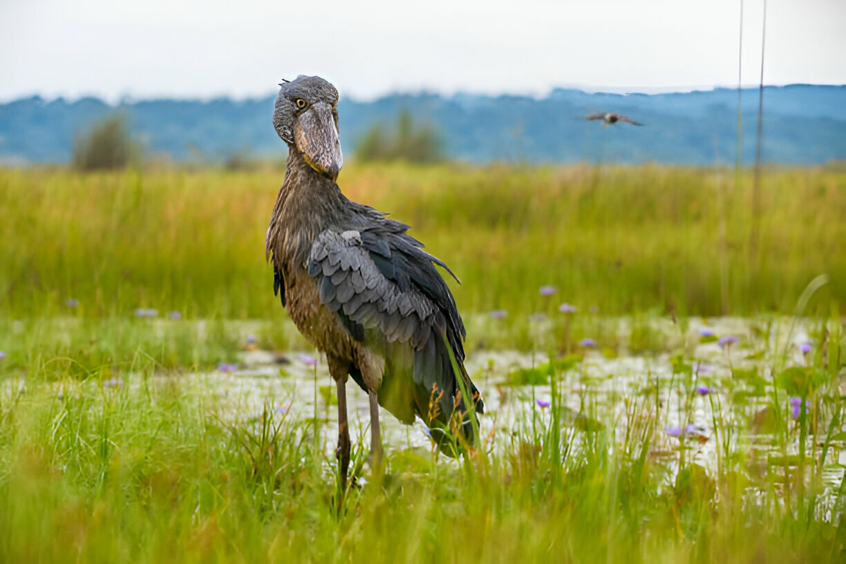 shoebill