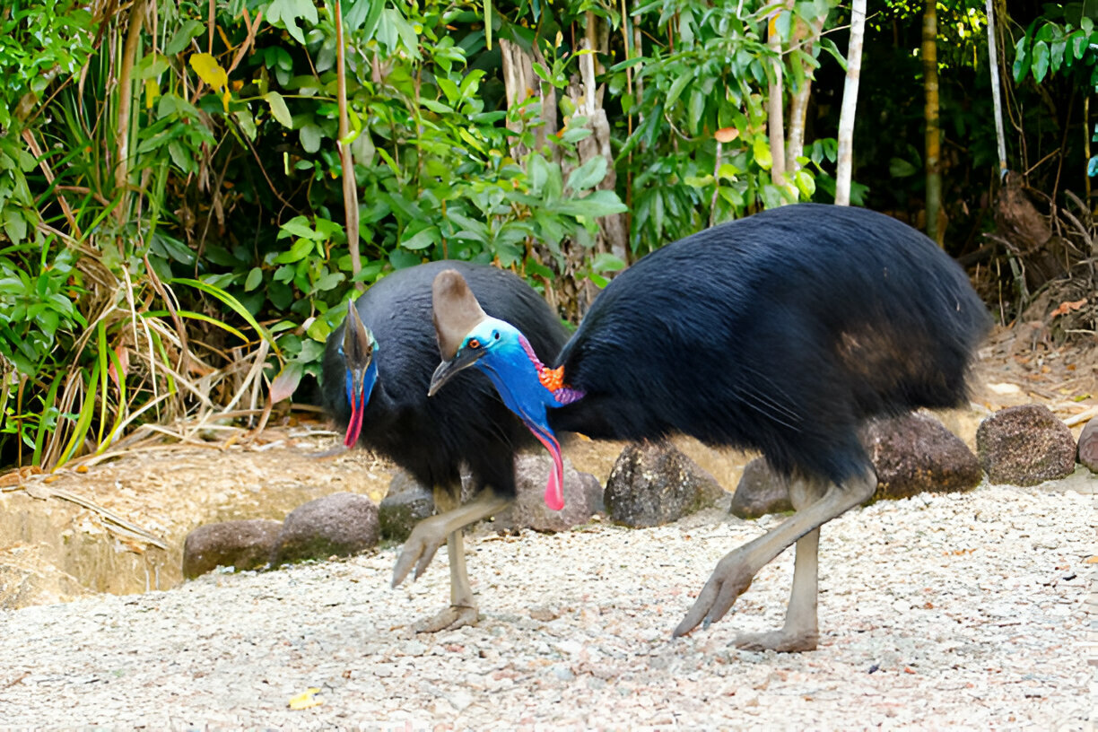 southern cassowary