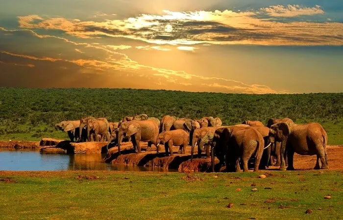 addo-park