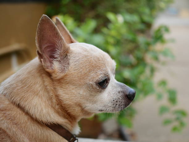 apple-headed-chihuahua