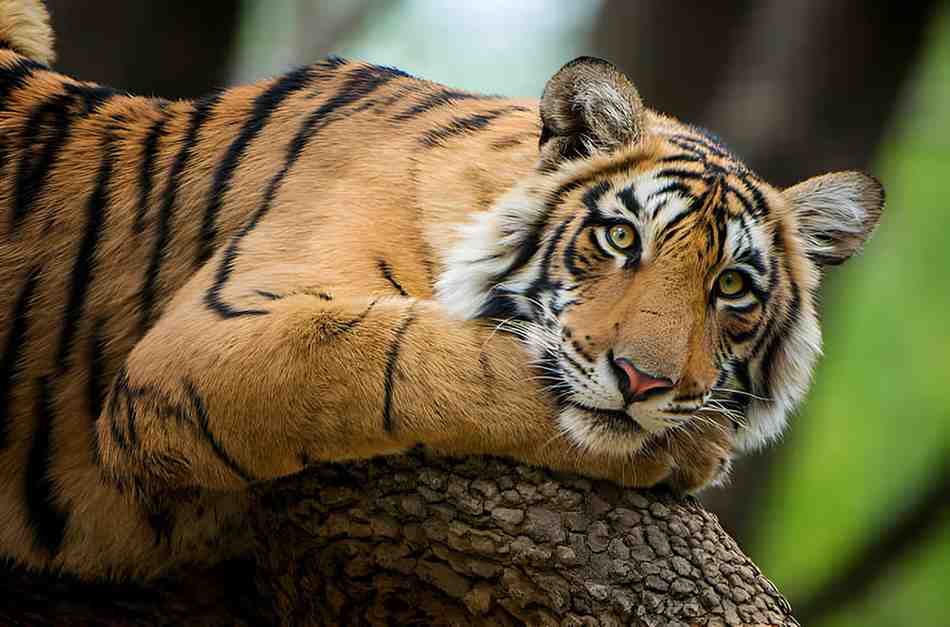 bengal
