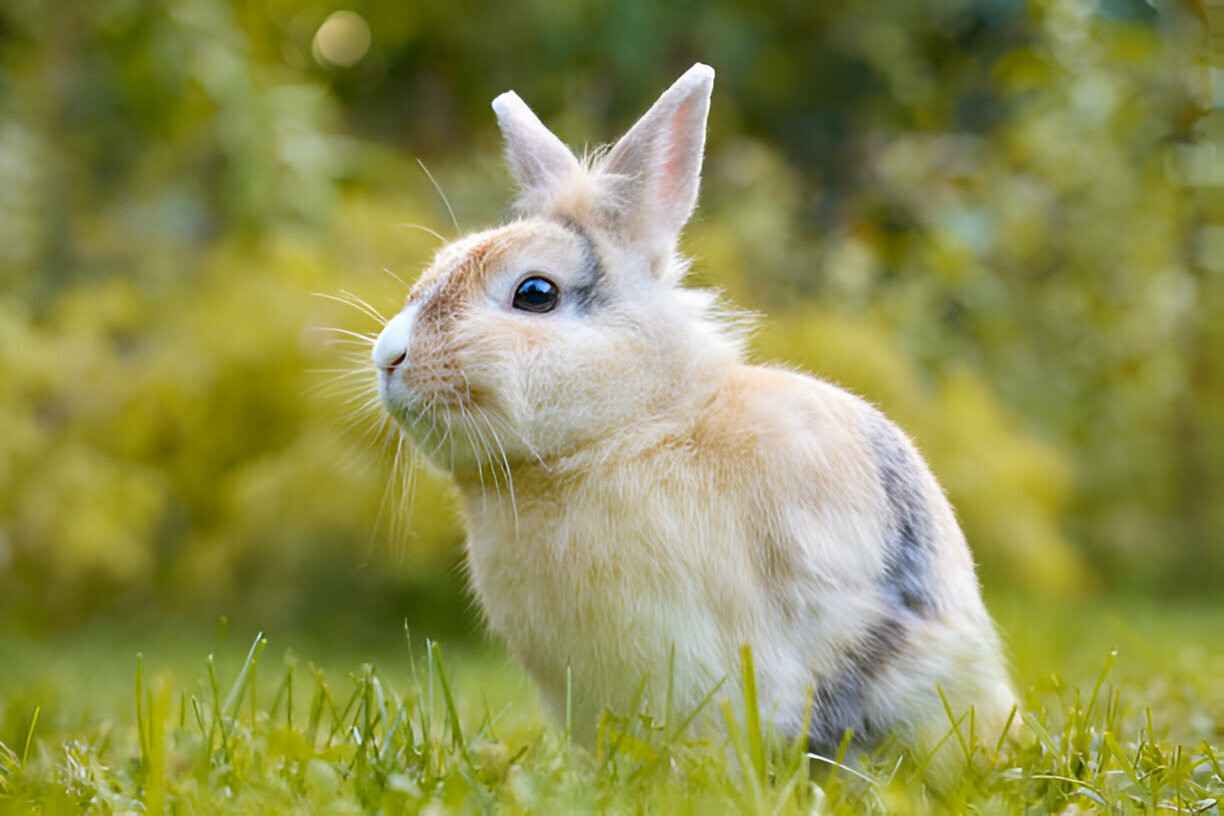 bunny