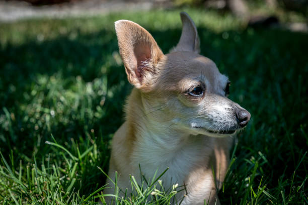 chihuahuas