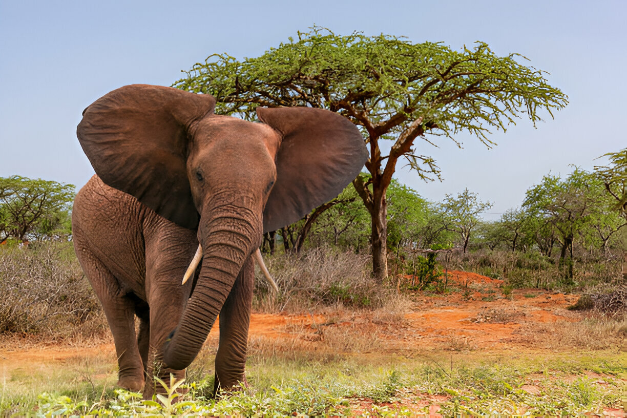 Elephant