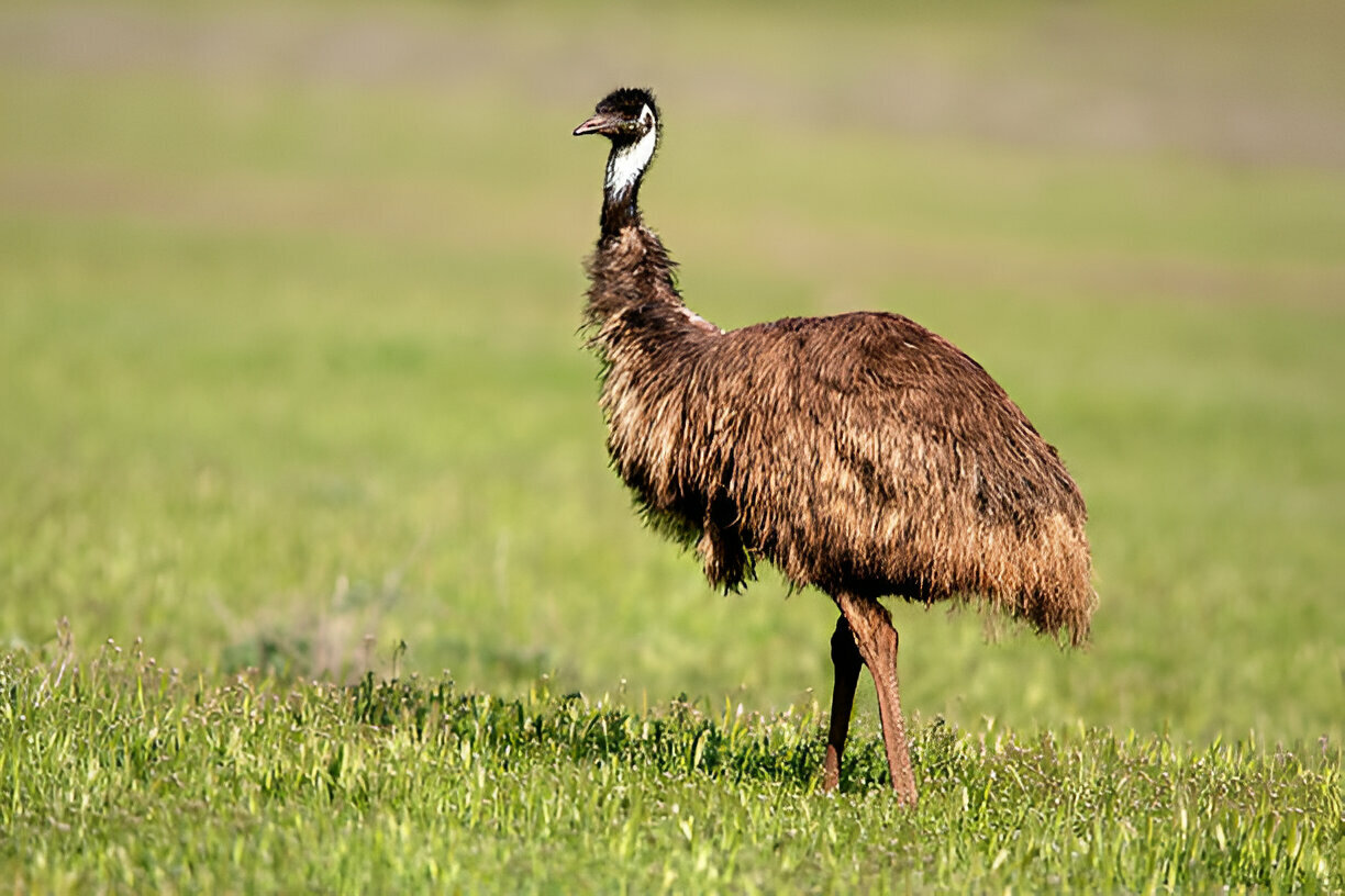 EMU