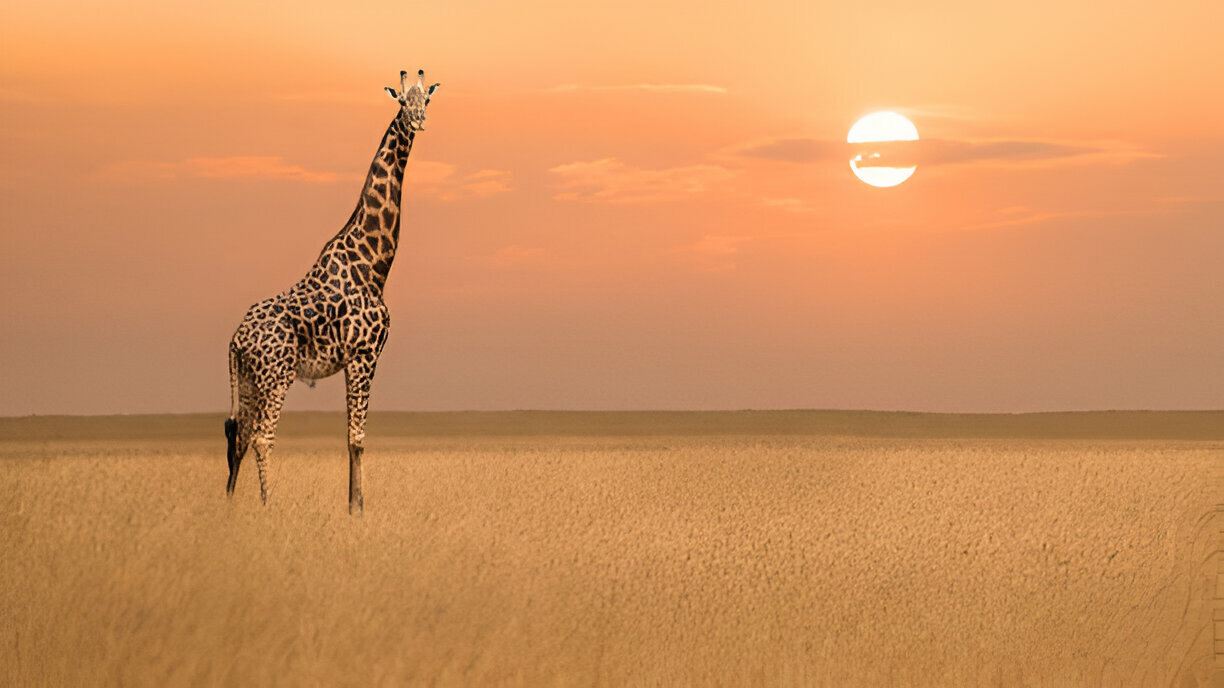 Giraffe