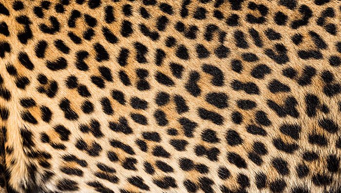 Leopard Print Vs. Cheetah Print: Recognize the Difference