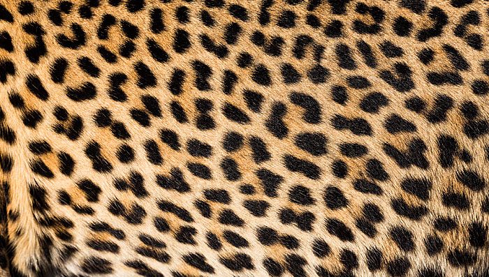 https://www.restova.co.tz/sites/default/files/inline-images/leopard-print.jpg