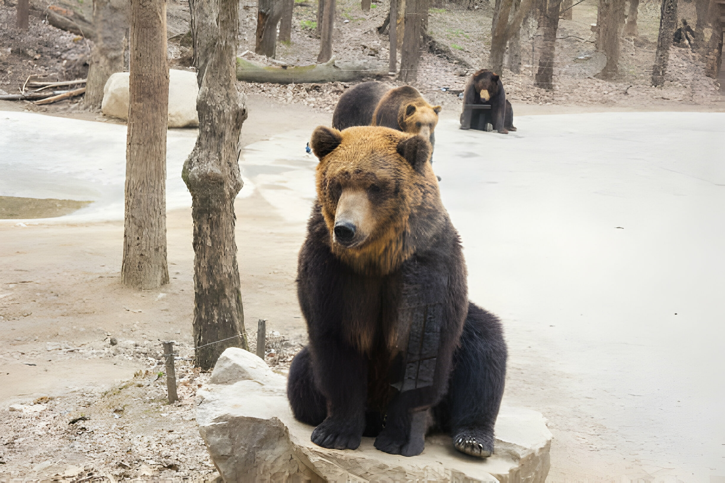 Top 10 Biggest Cats in the World Restova