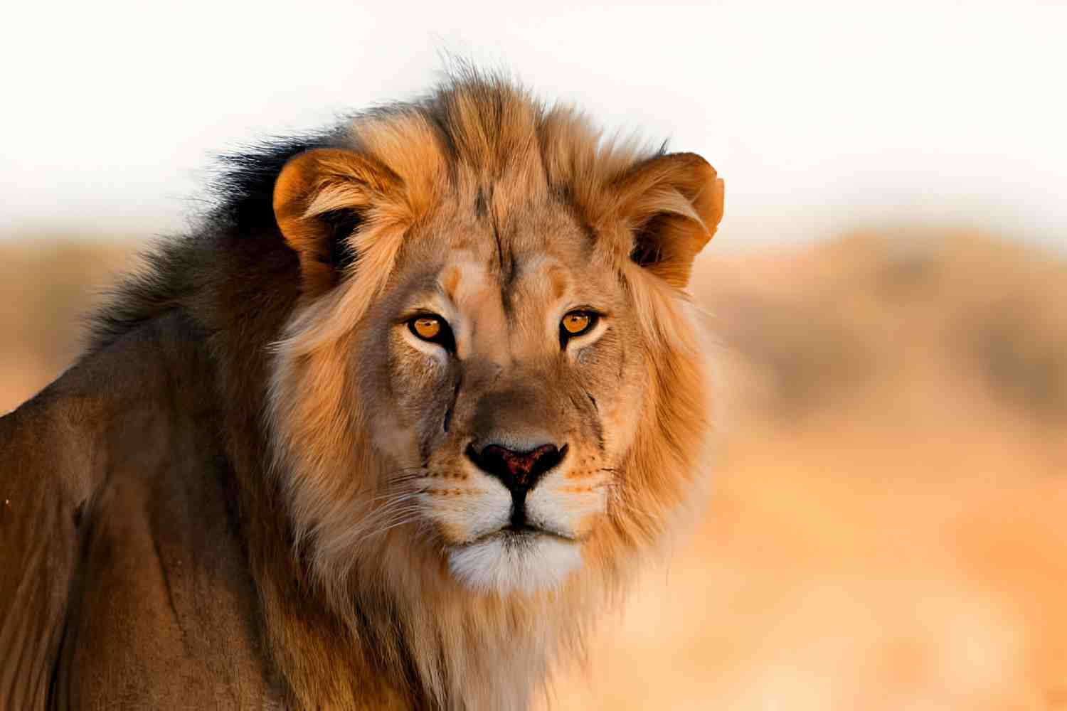 lion