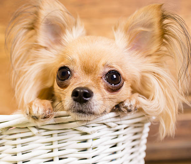 long-hair-chihuahuas