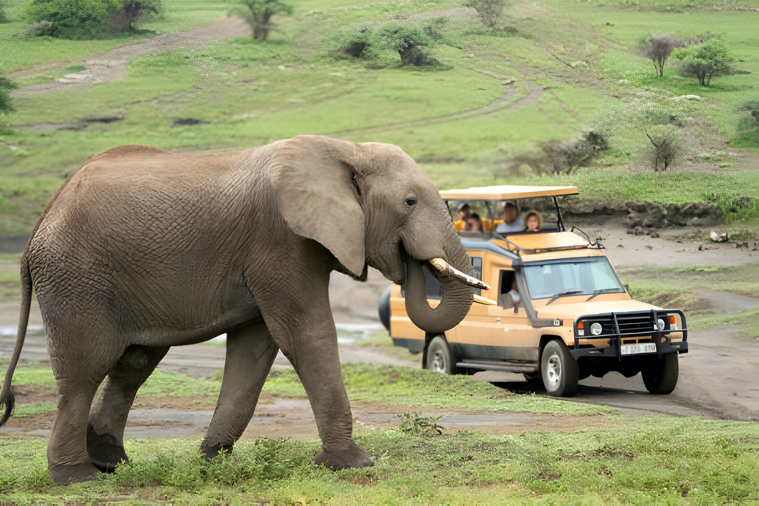 ngorongoro