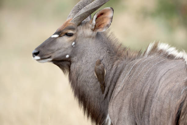 nyala