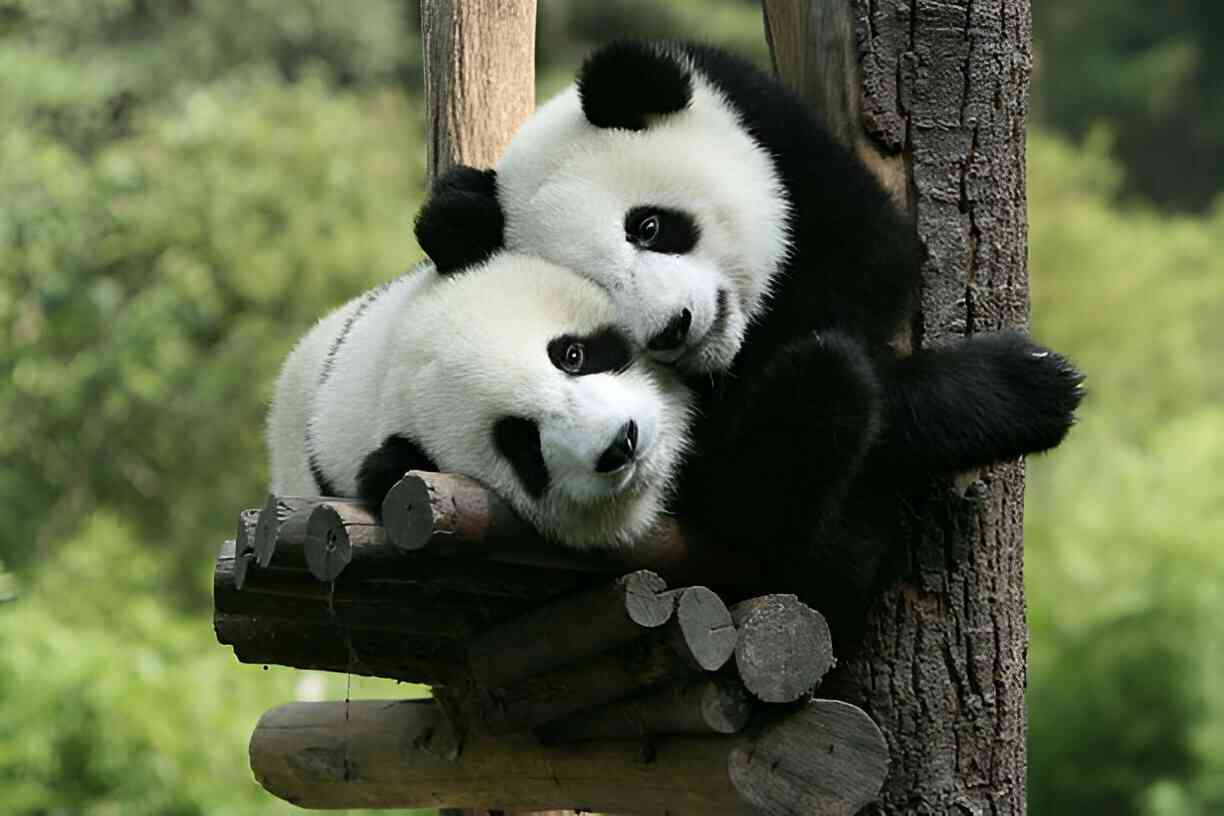 panda