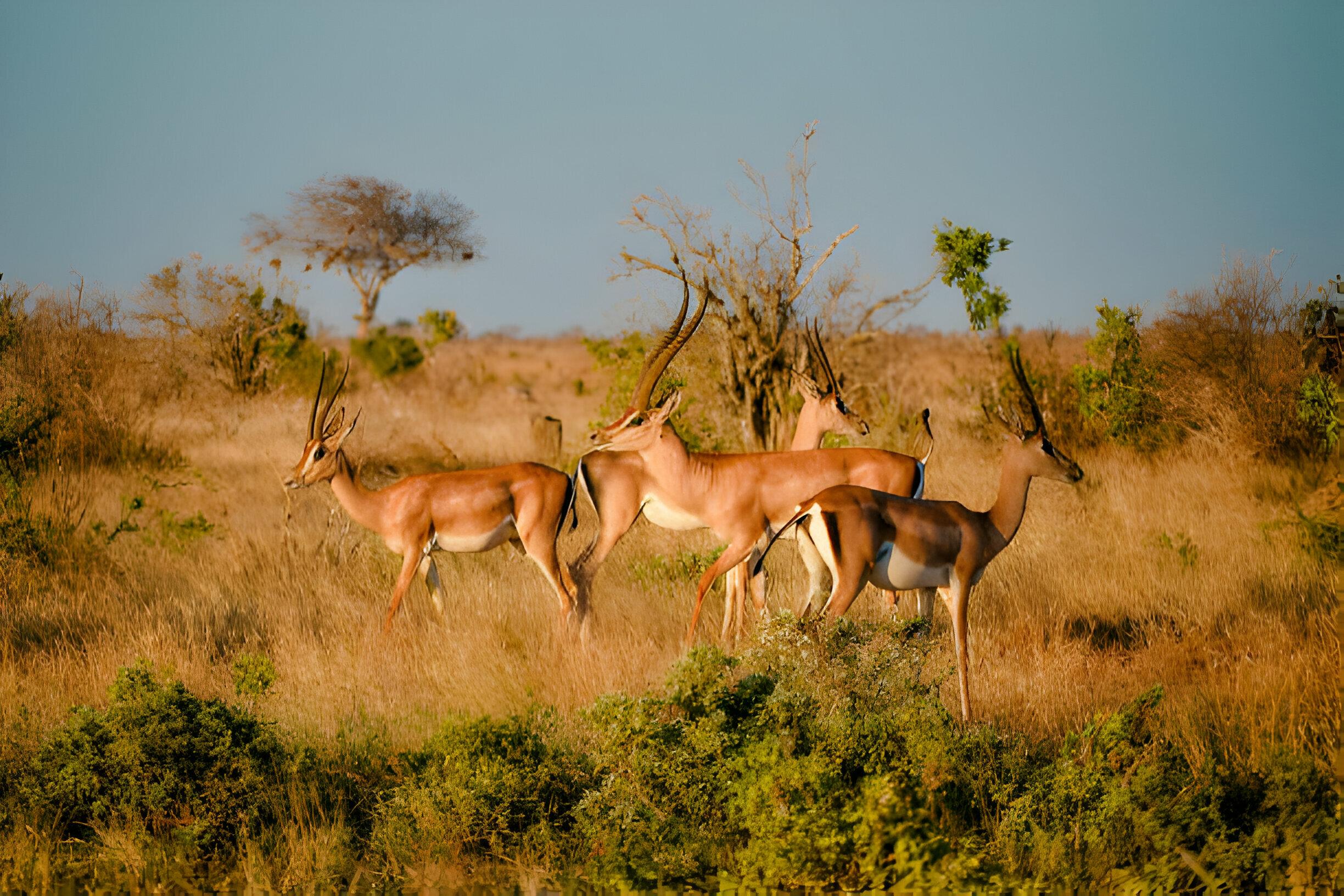 ruaha