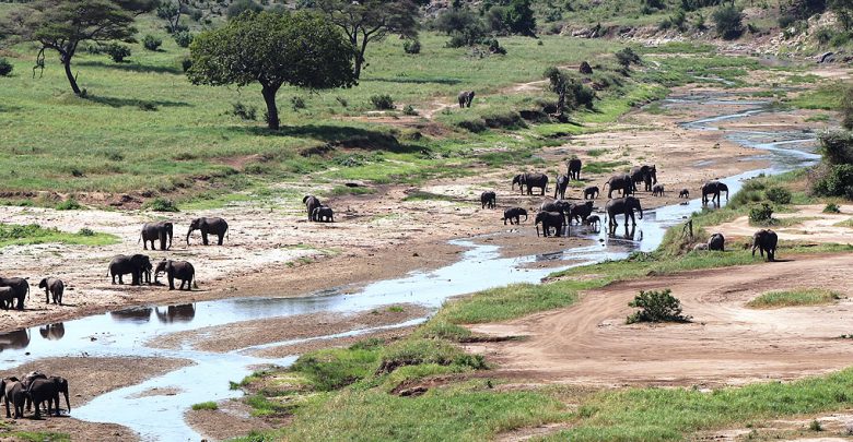 tarangire-national-park-780x405