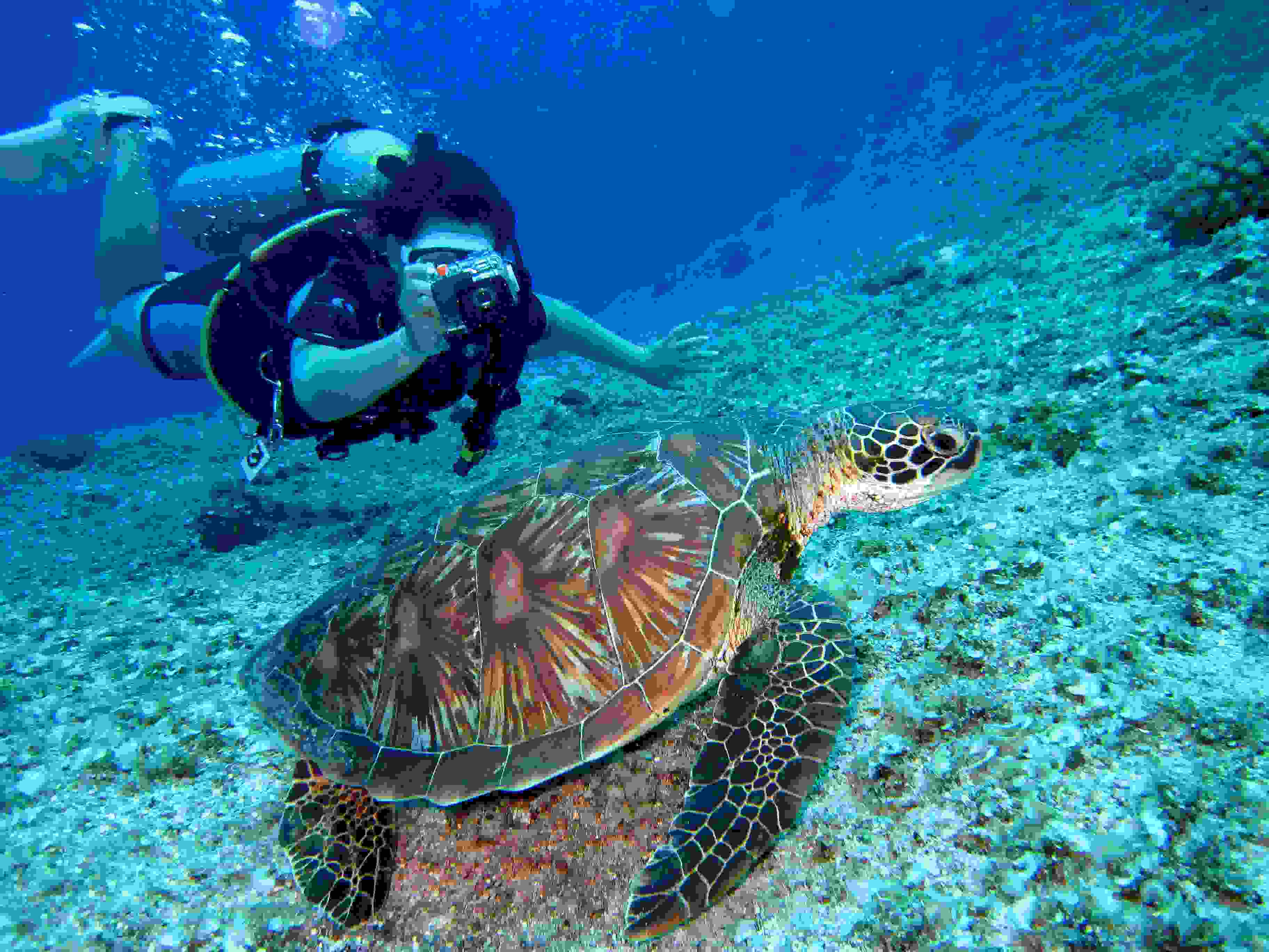 Swim with Turtles