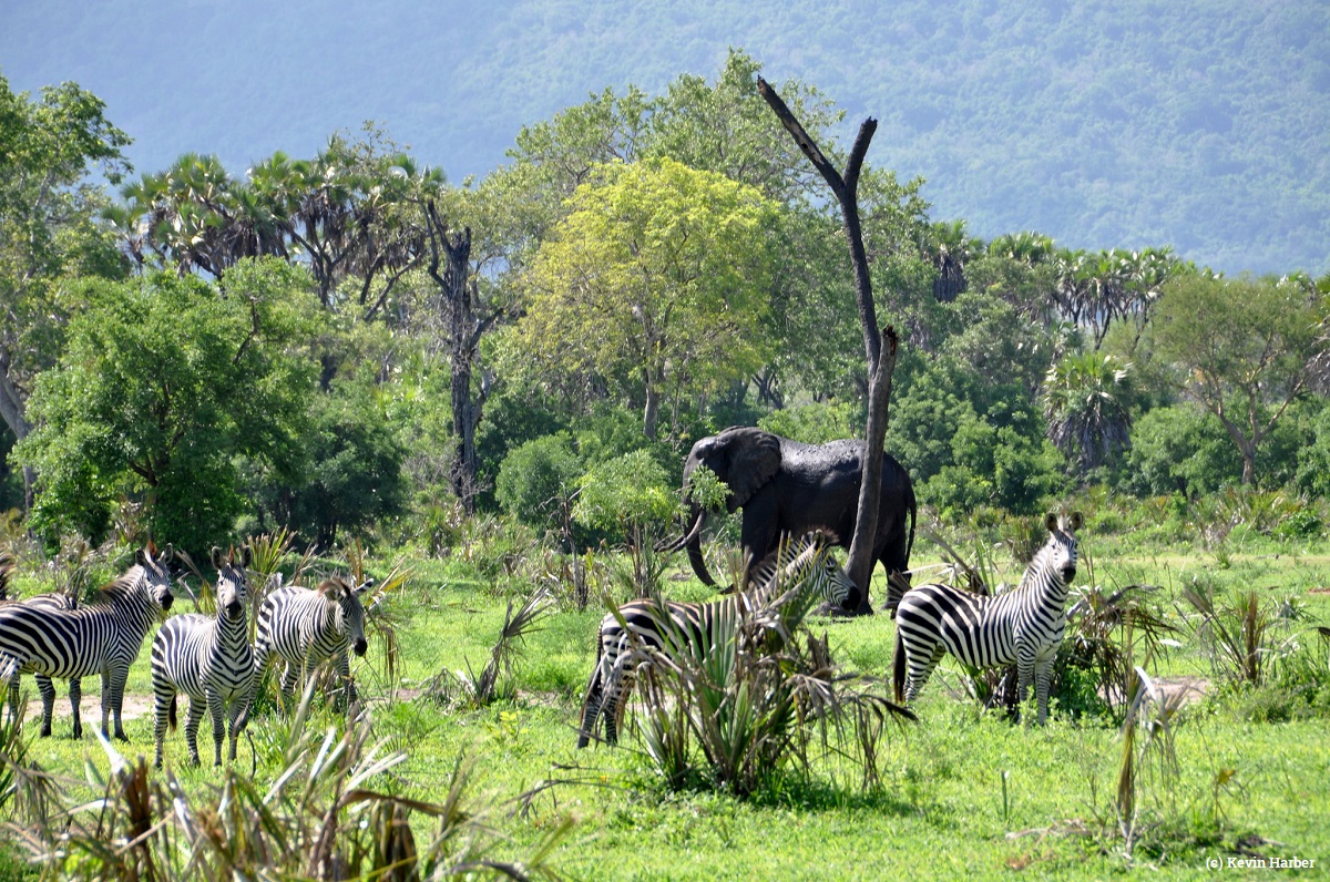 Kenya