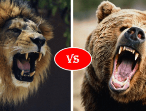 lion vs bear