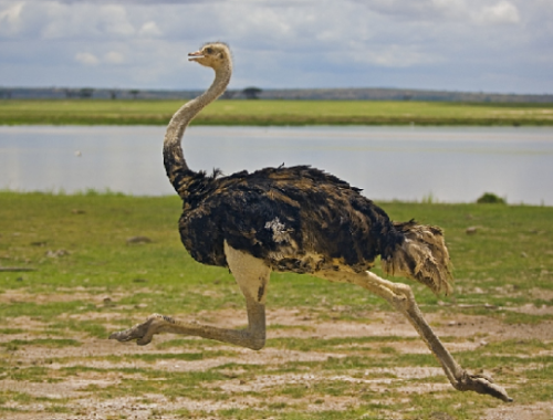 ostrich