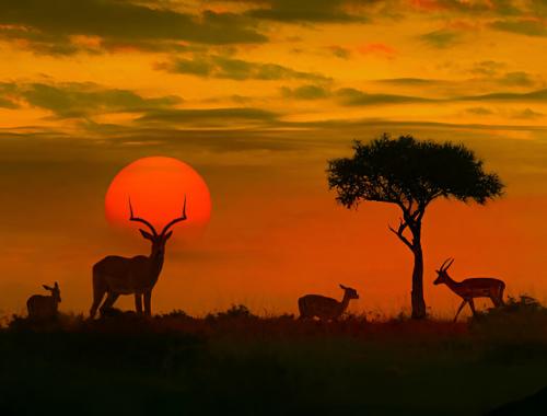 antelope from africa
