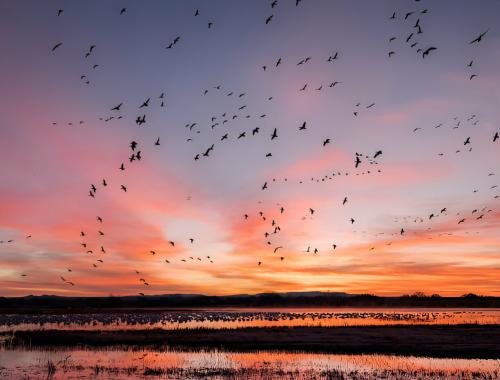 biggest birds in the world