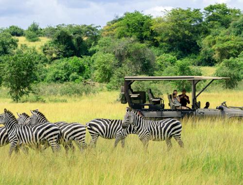 Zebra on game drive